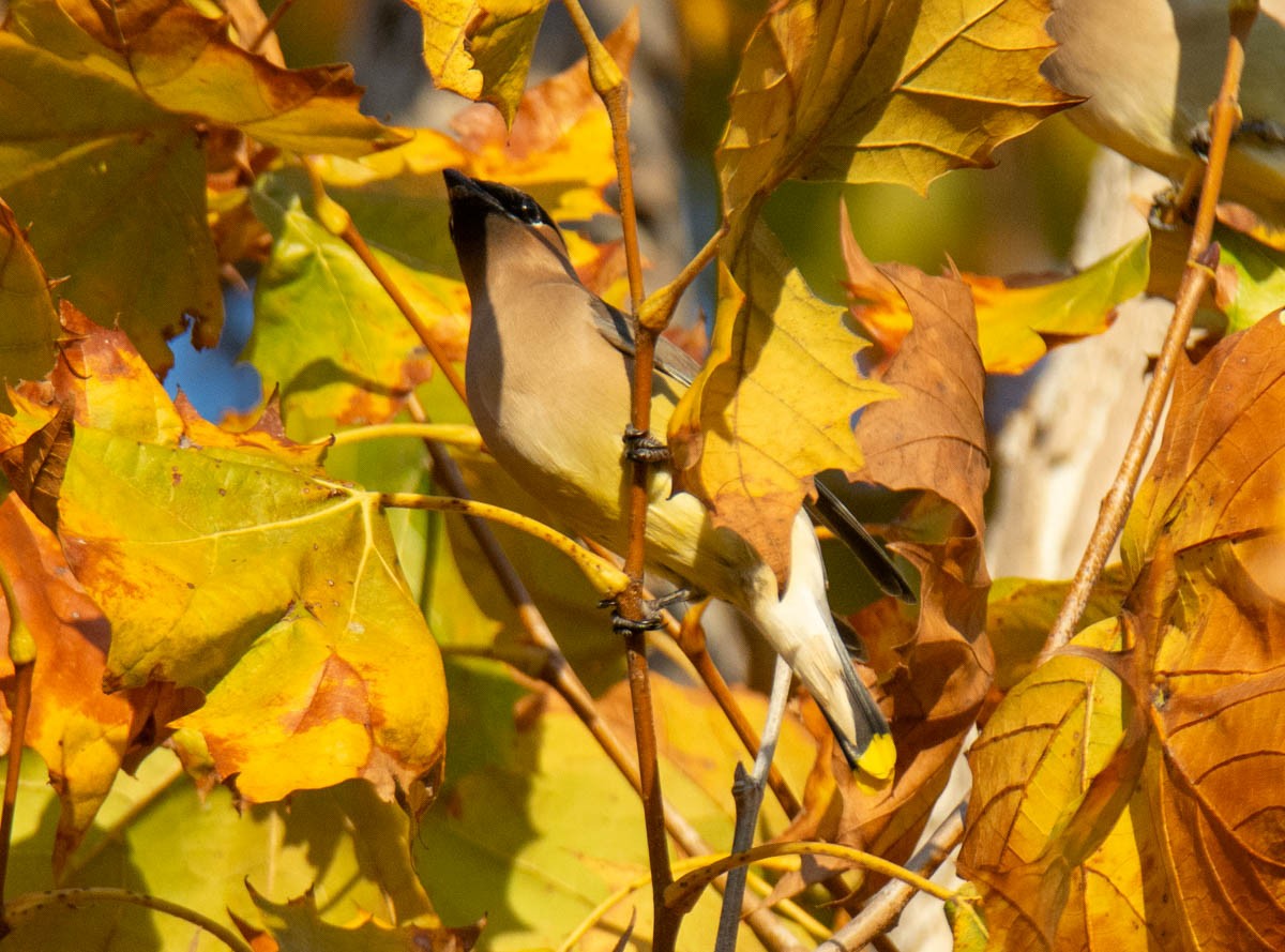 ציצנית אמריקנית - ML646222498