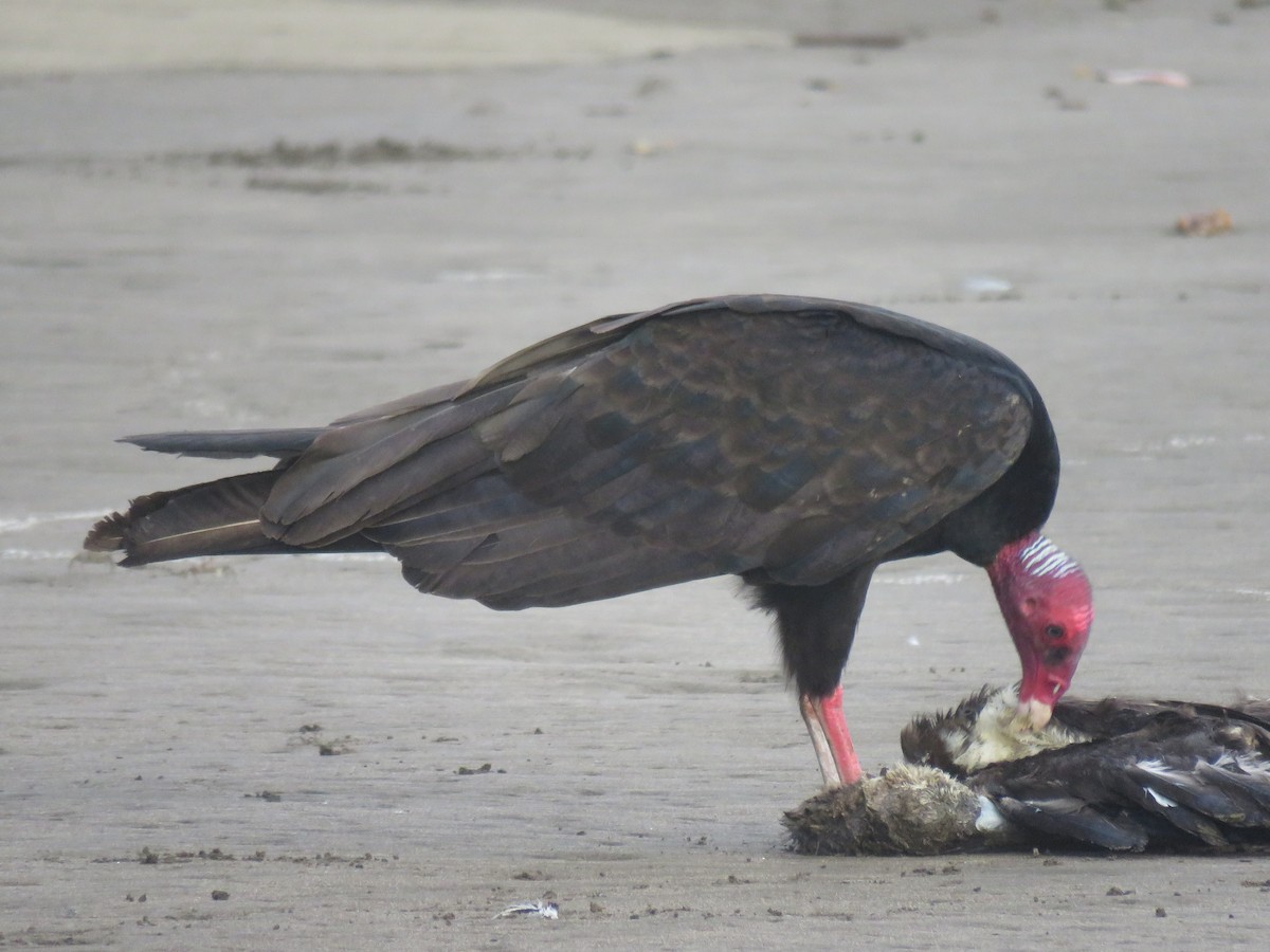 Turkey Vulture - ML646222499