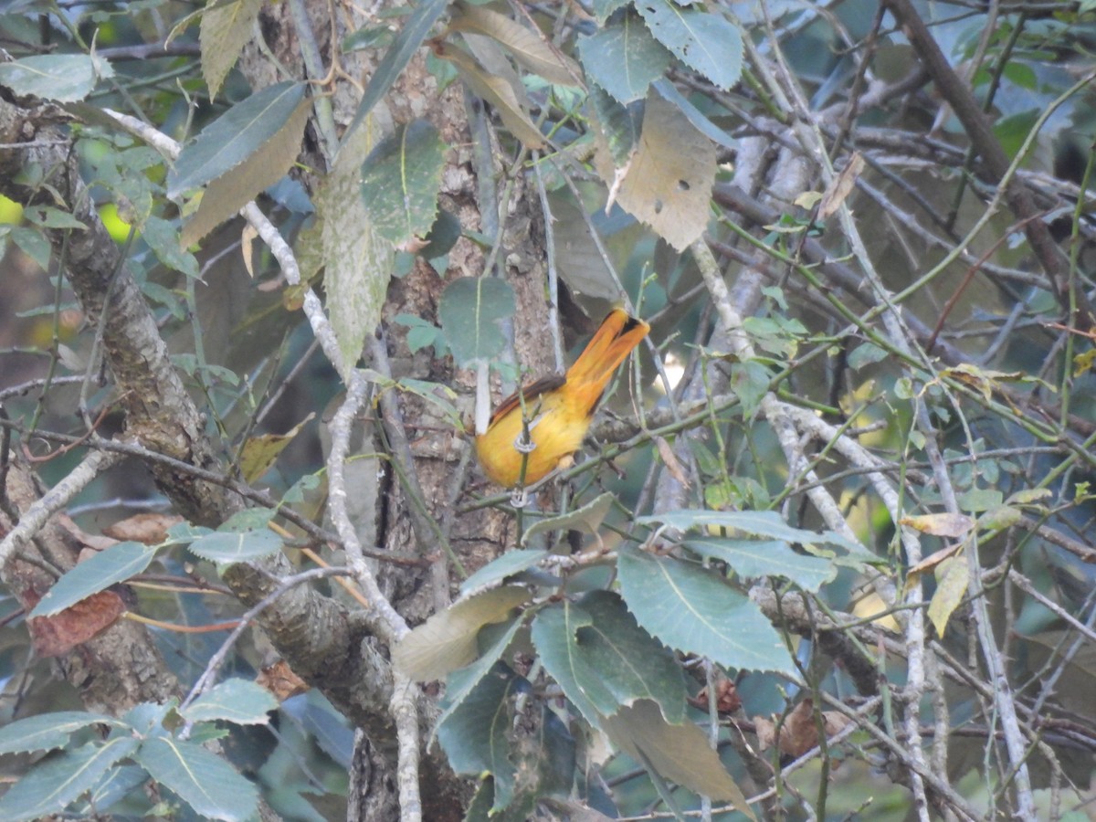 Chestnut-tailed Minla - ML646222501