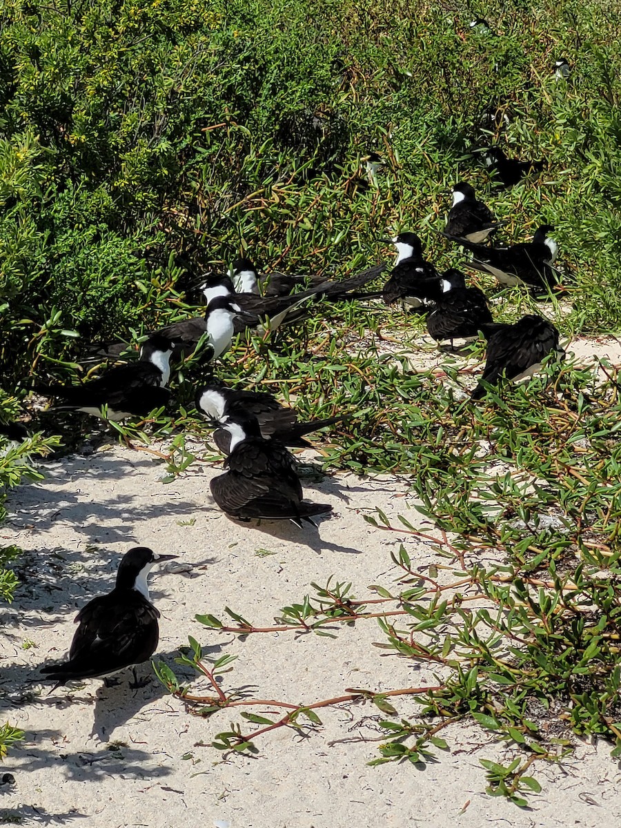 Крячок строкатий - ML646222502