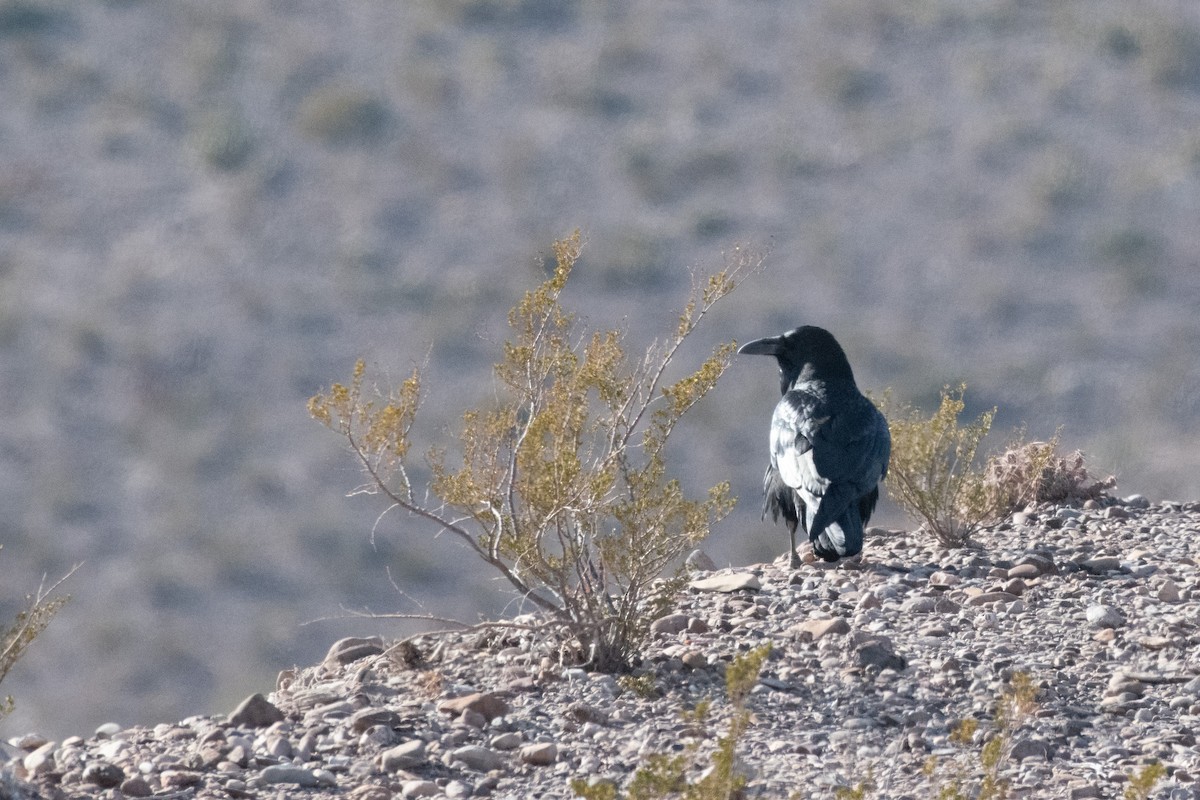 Corvo imperiale - ML646222503