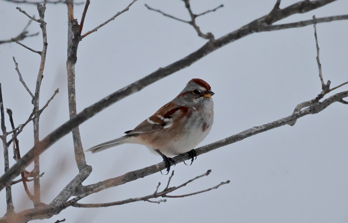 Hudson Körfezi Serçesi - ML646222504