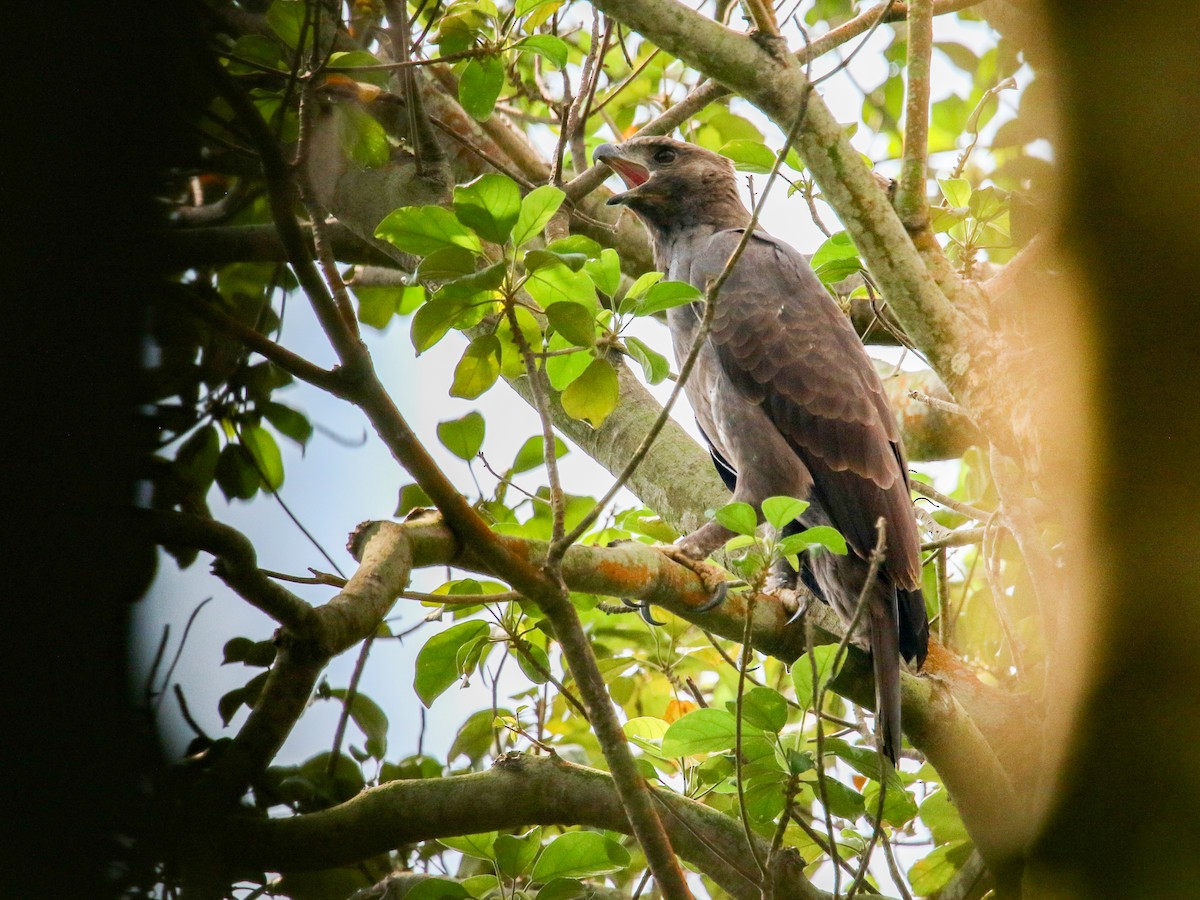 Changeable Hawk-Eagle - ML646222507