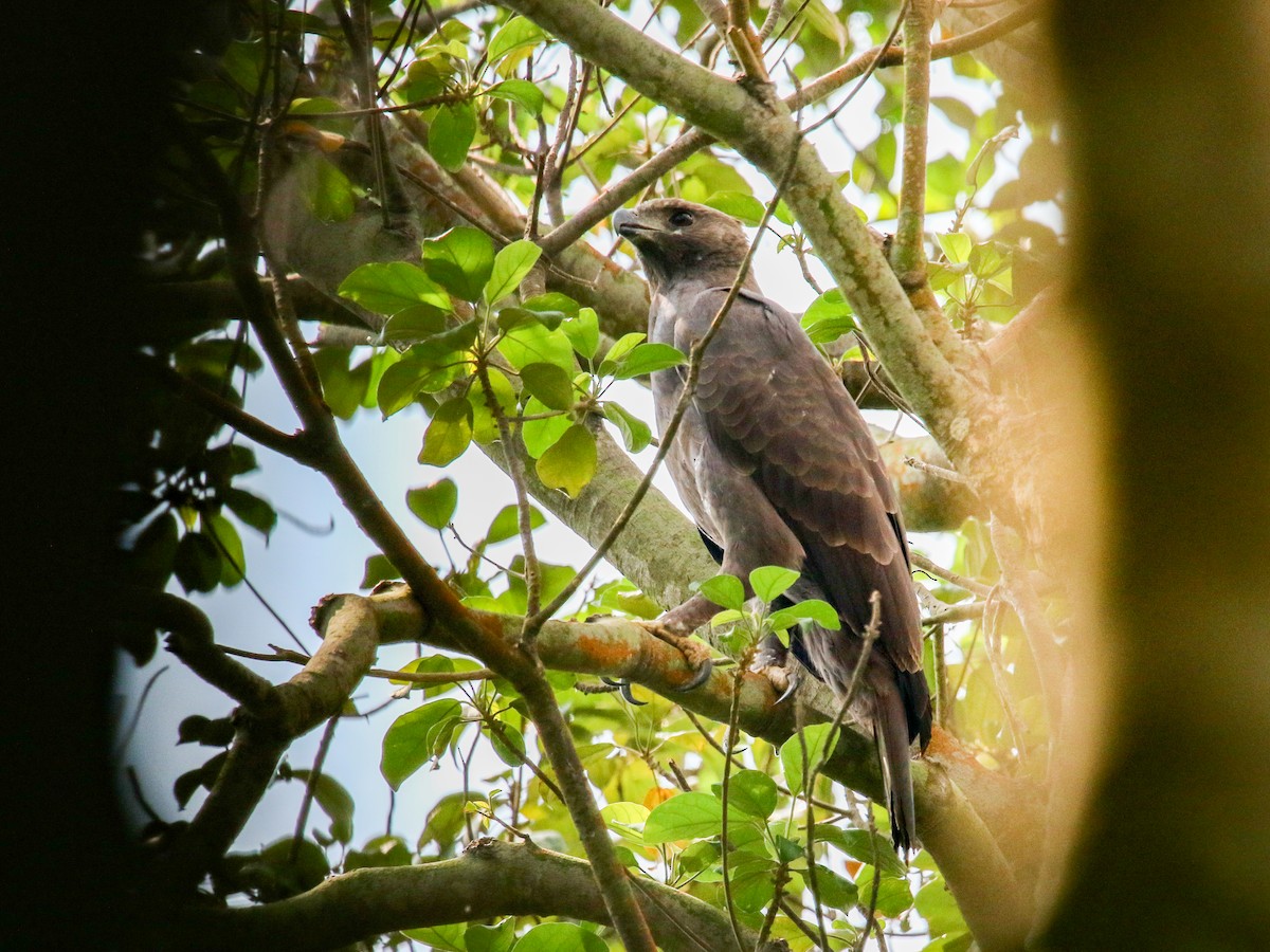 Changeable Hawk-Eagle - ML646222508