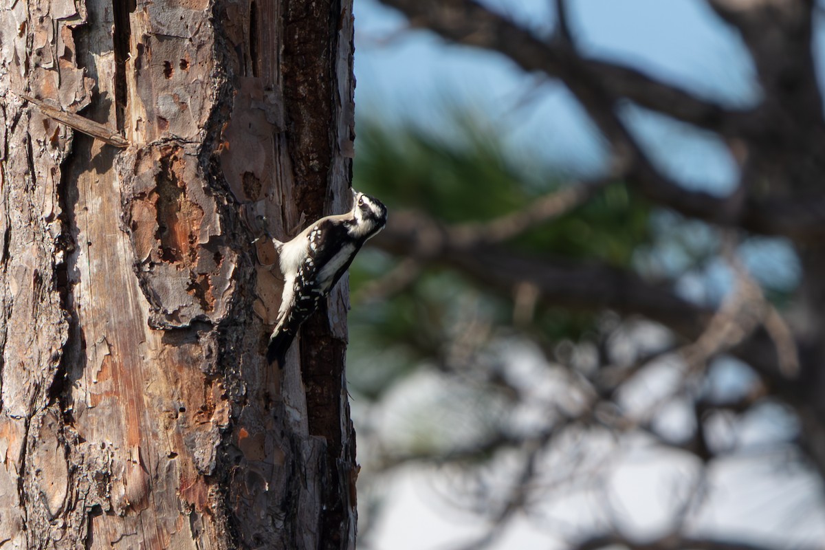 Downy Woodpecker - ML646222511