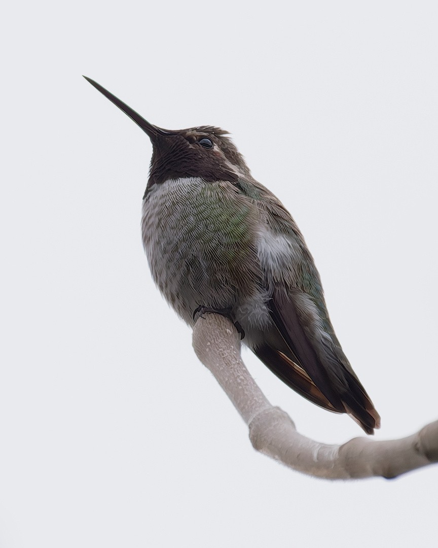 Anna's Hummingbird - ML646222512