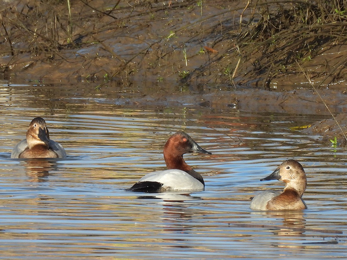 Murgilari bizkarzuria - ML646222515