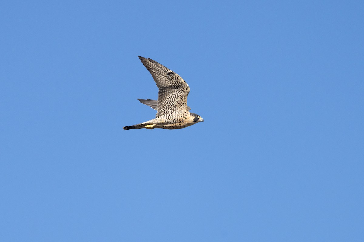 sokol stěhovavý - ML646222516