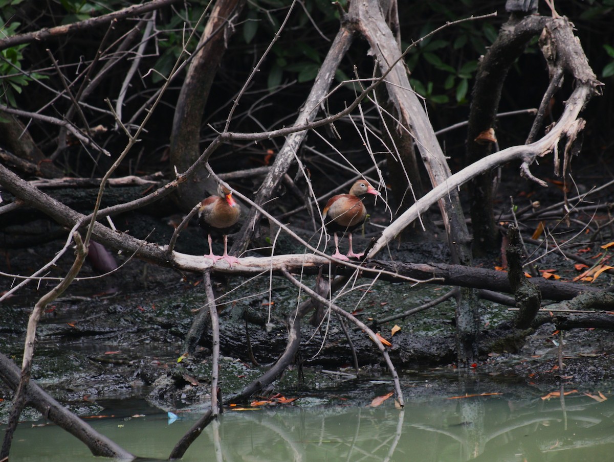 Black-bellied Whistling-Duck - ML646222519