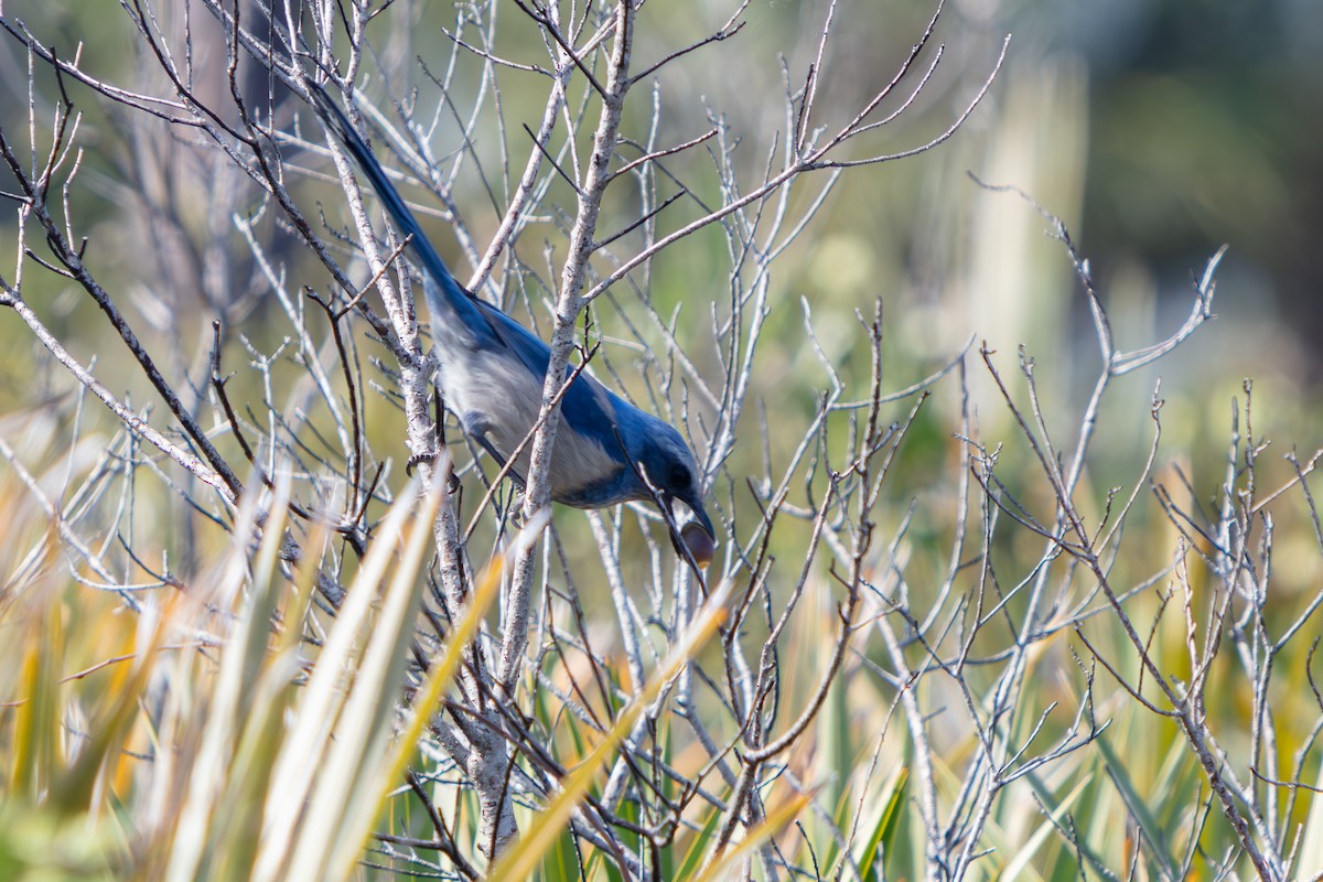 Florida Scrub-Jay - ML646222523