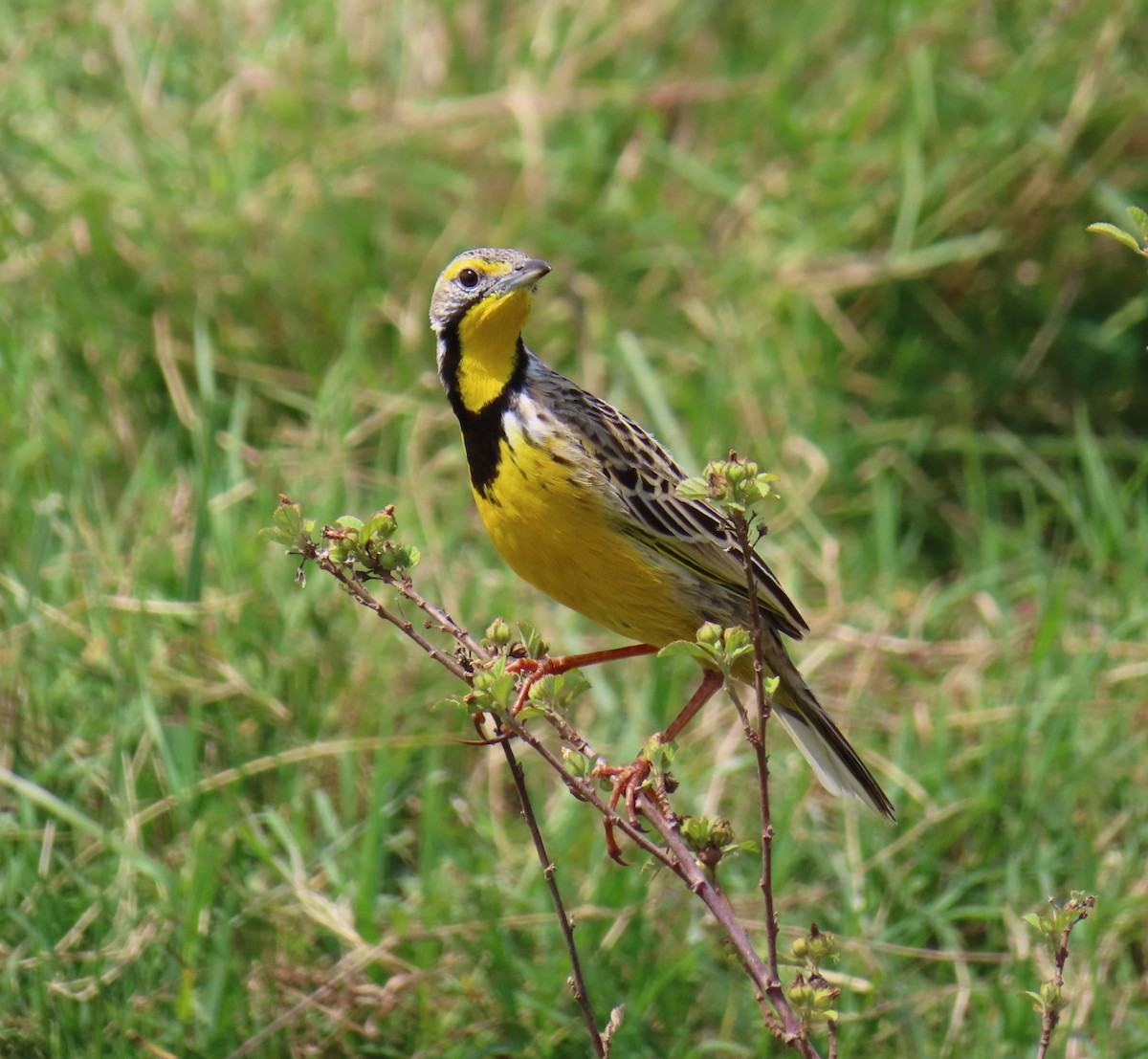 Yellow-throated Longclaw - ML646222525