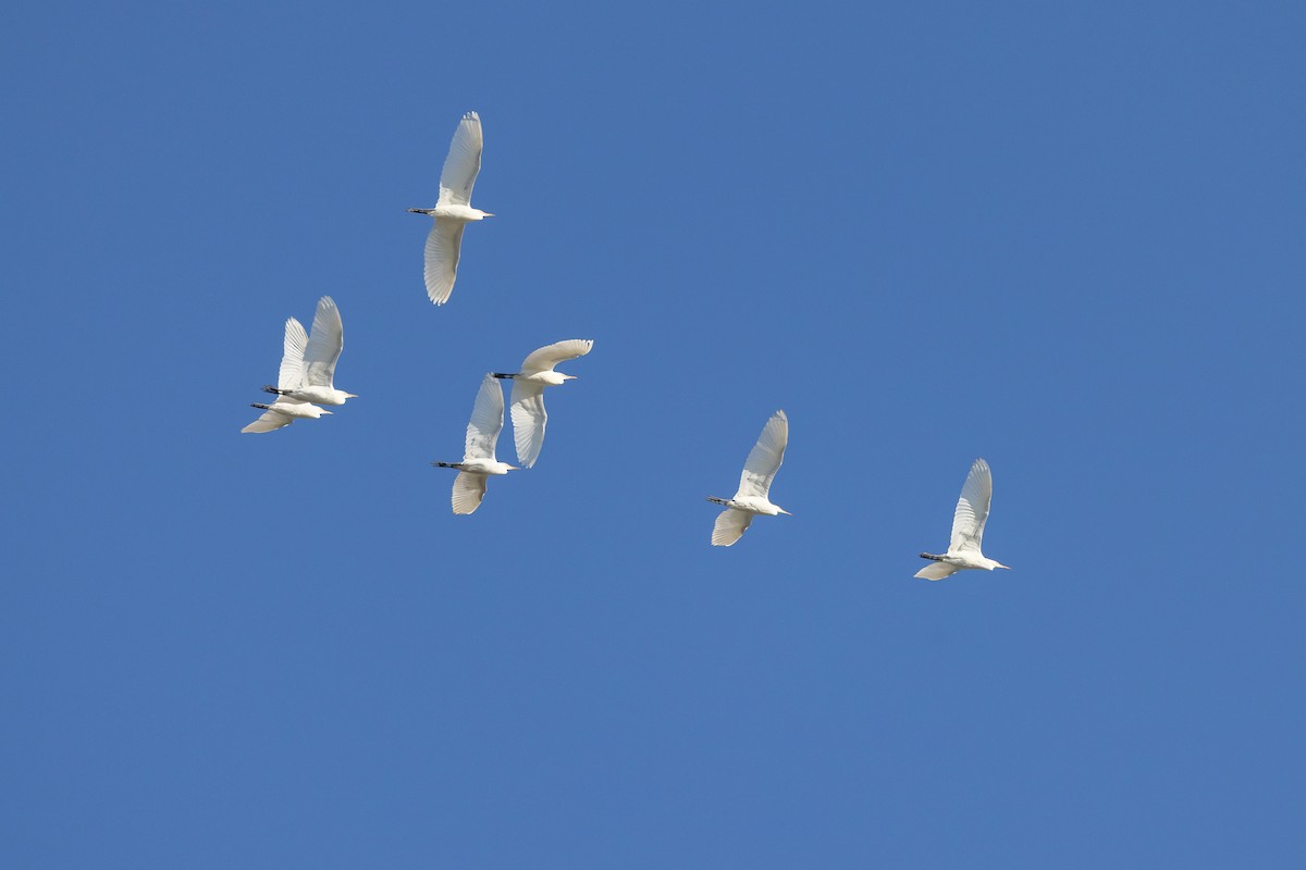 ニシアマサギ - ML646222526