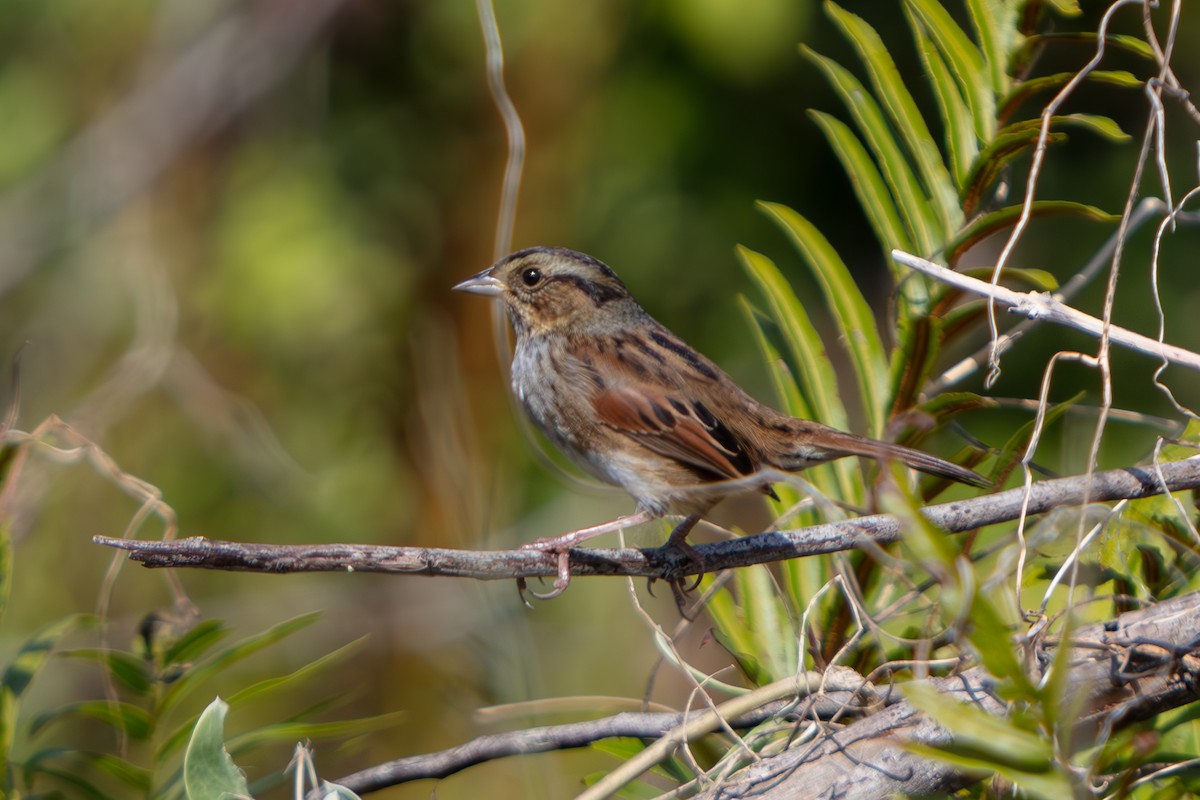Swamp Sparrow - ML646222536