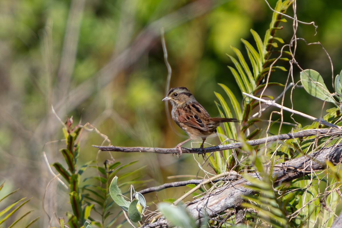 Swamp Sparrow - ML646222537