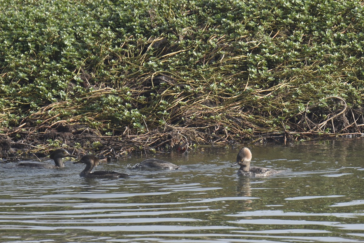 Капюшоновый крохаль - ML646222547