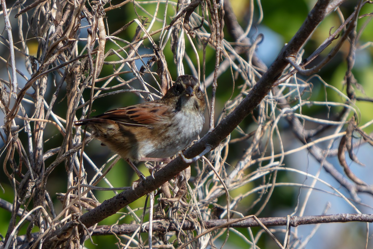 Swamp Sparrow - ML646222550