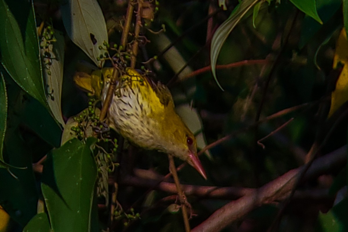 Indian Golden Oriole - ML646222555