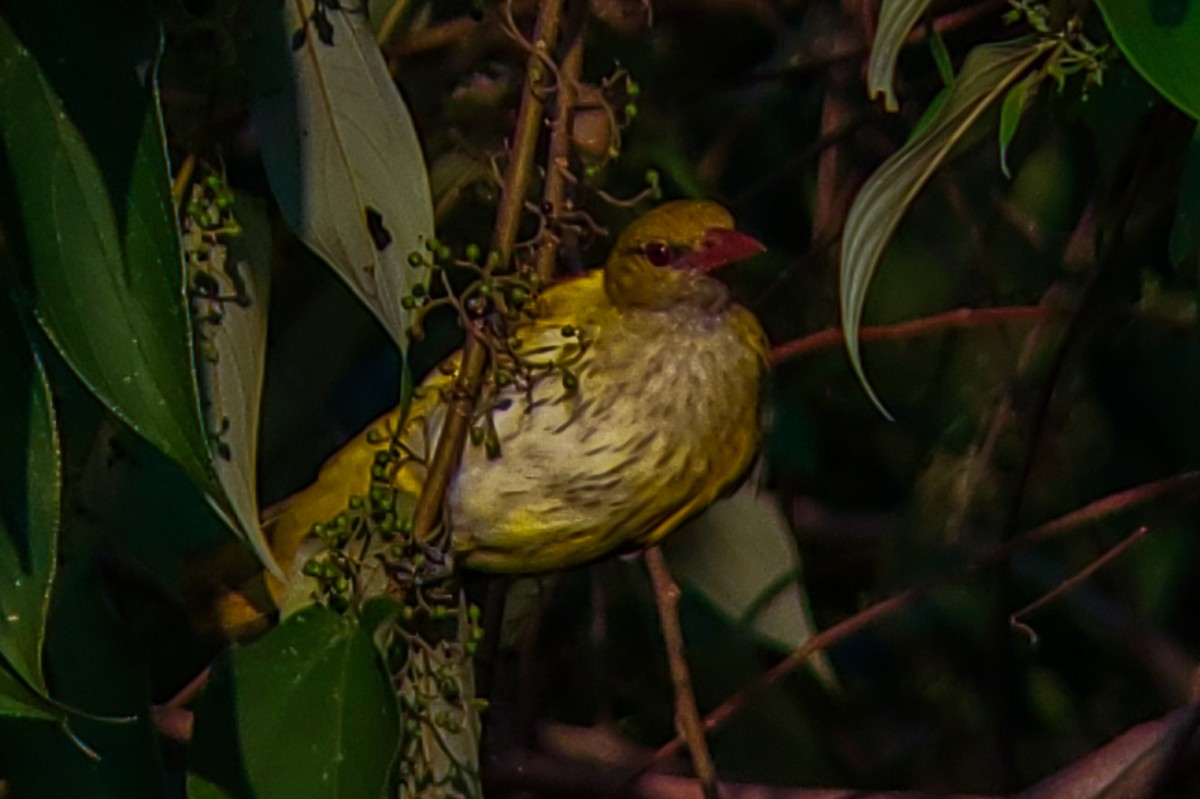 Indian Golden Oriole - ML646222556