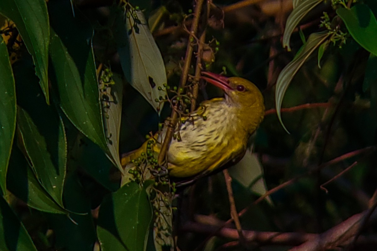 Indian Golden Oriole - ML646222557