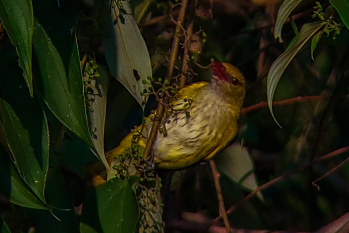 Indian Golden Oriole - ML646222558