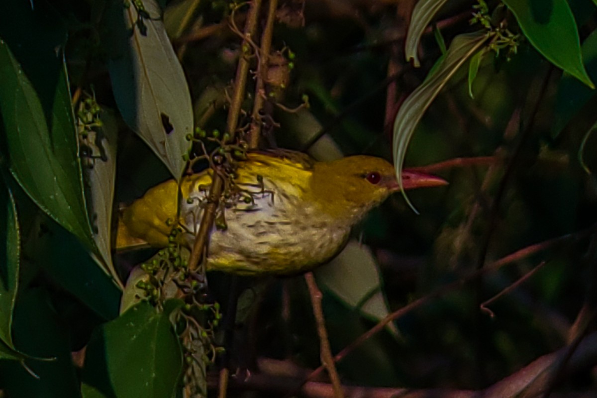 Indian Golden Oriole - ML646222559