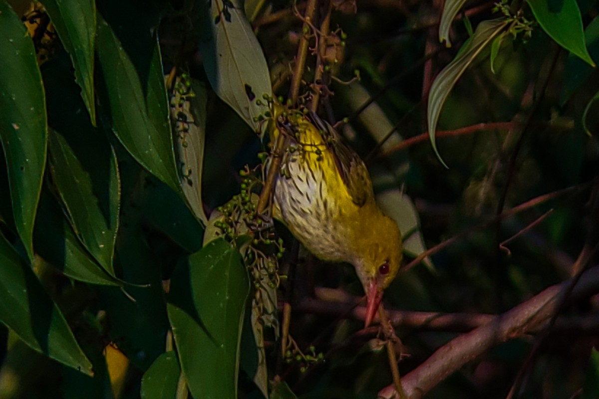 Indian Golden Oriole - ML646222560