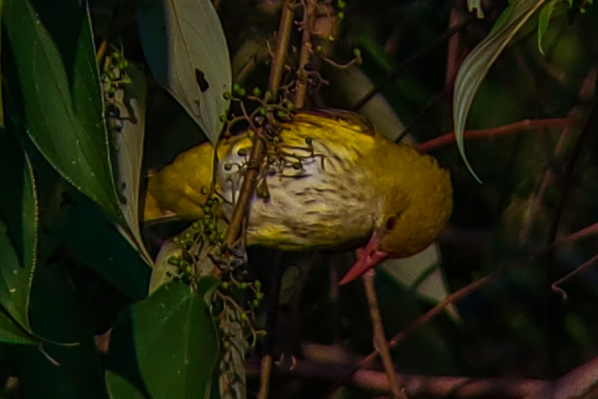 Indian Golden Oriole - ML646222561