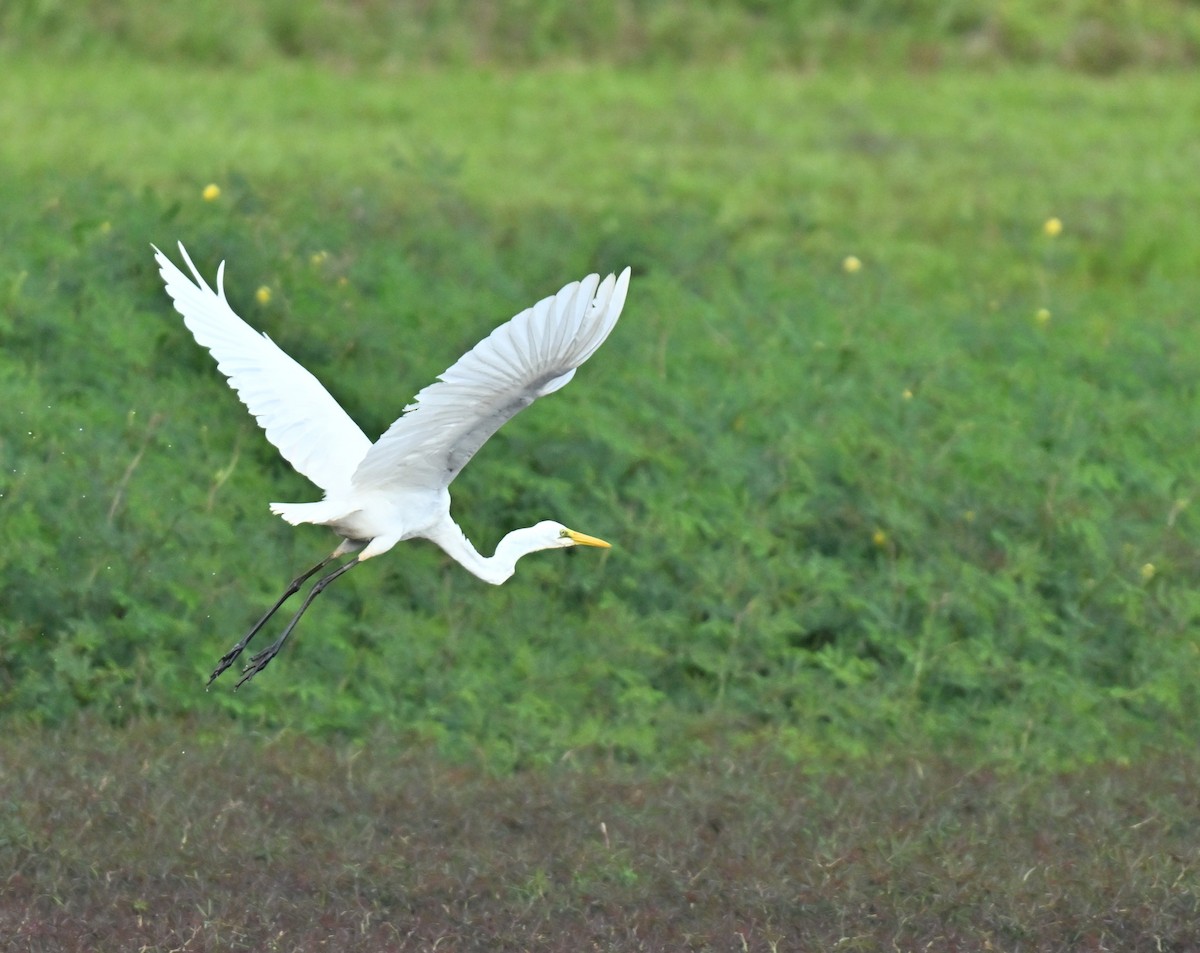 Koartza zuria - ML646222562