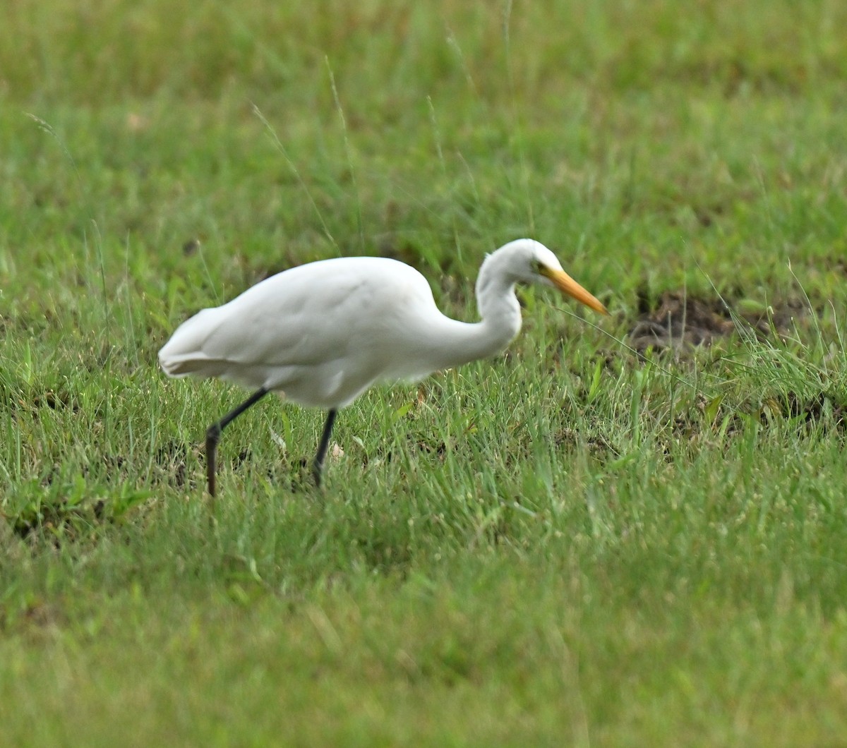 Koartza zuria - ML646222563