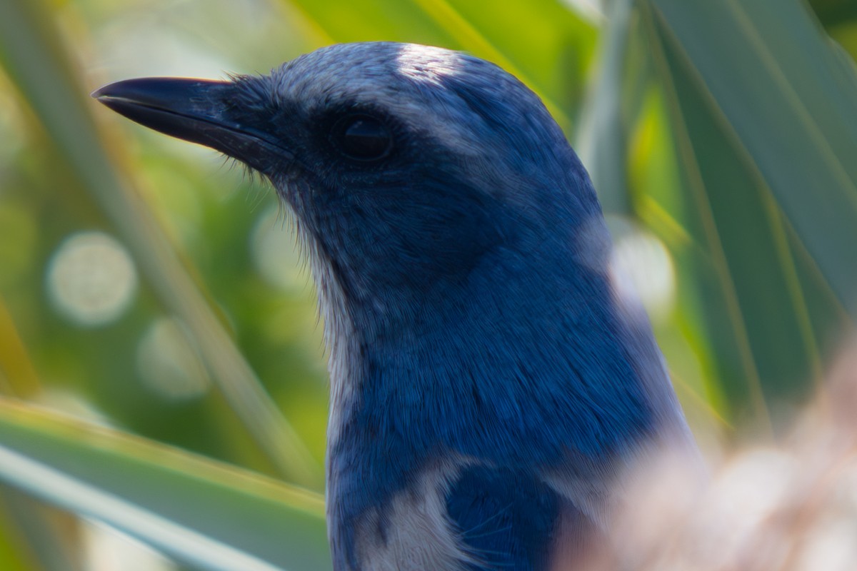Florida Scrub-Jay - ML646222564