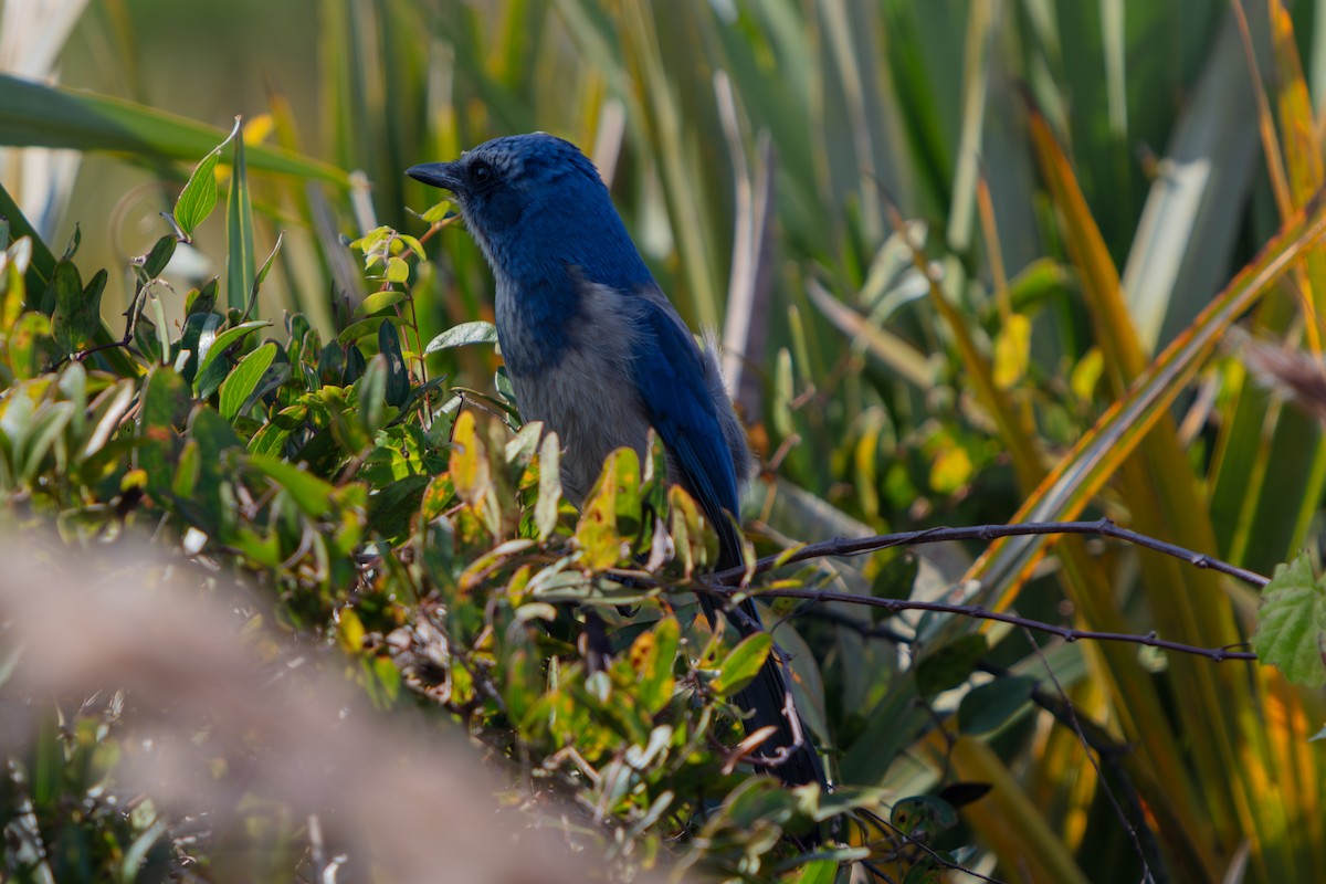 Florida Scrub-Jay - ML646222565