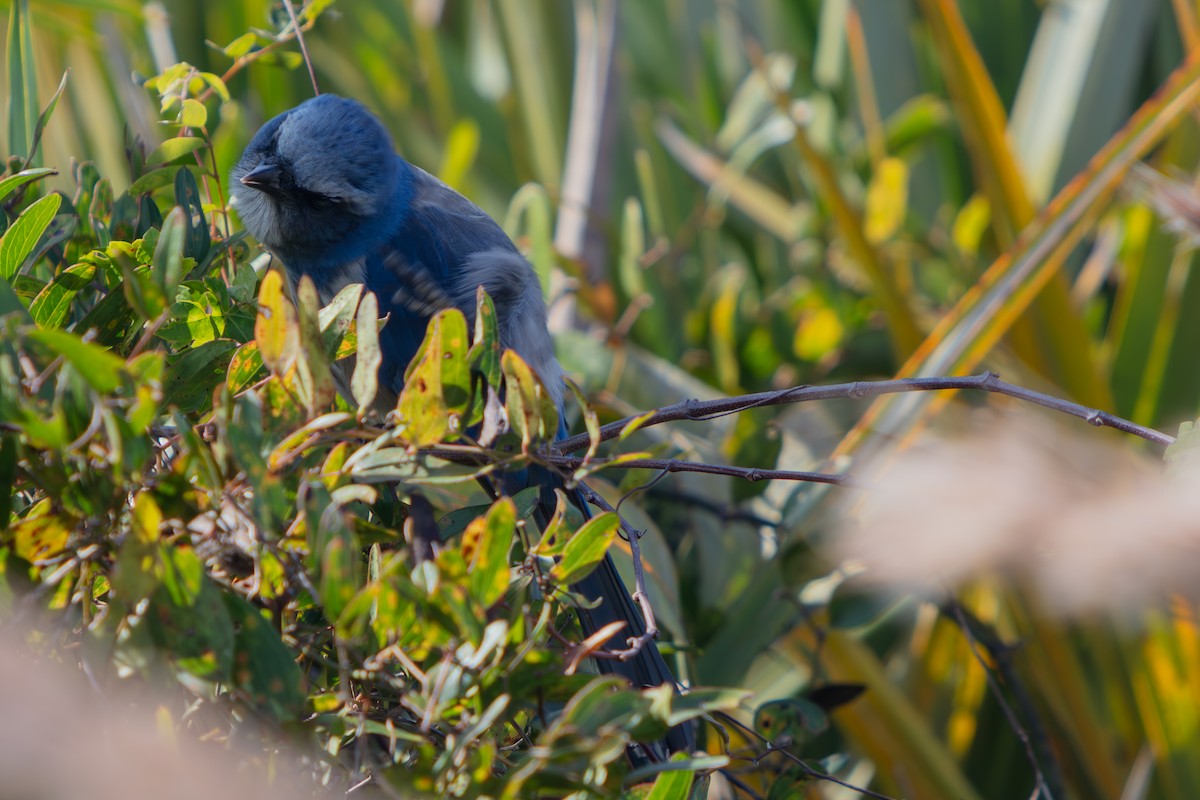 Florida Scrub-Jay - ML646222566