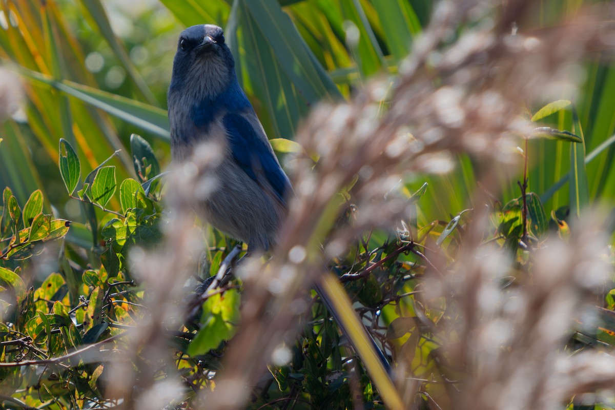 Florida Scrub-Jay - ML646222567