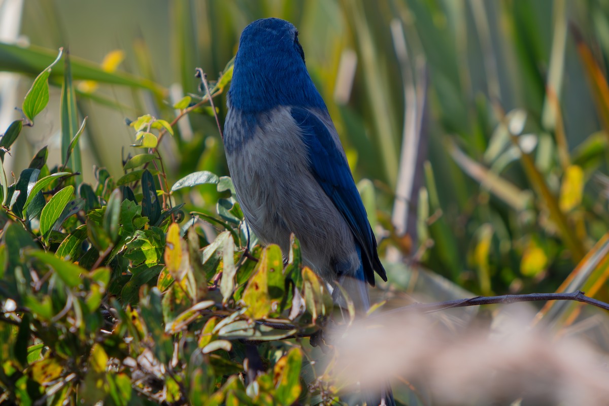Florida Scrub-Jay - ML646222568