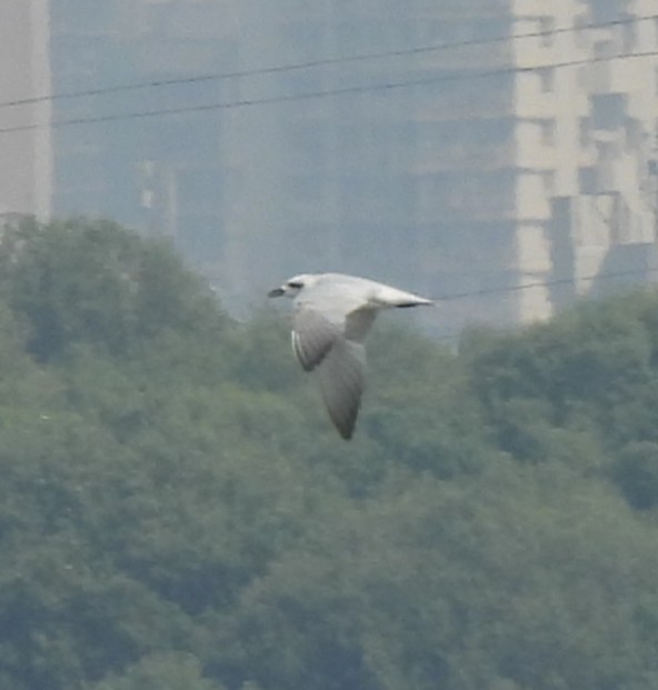 Gull-billed Tern - ML646222569