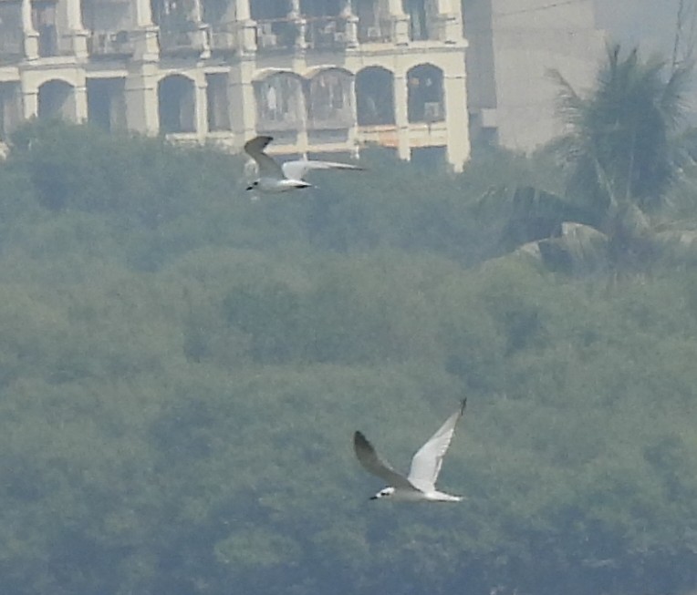 Gull-billed Tern - ML646222570