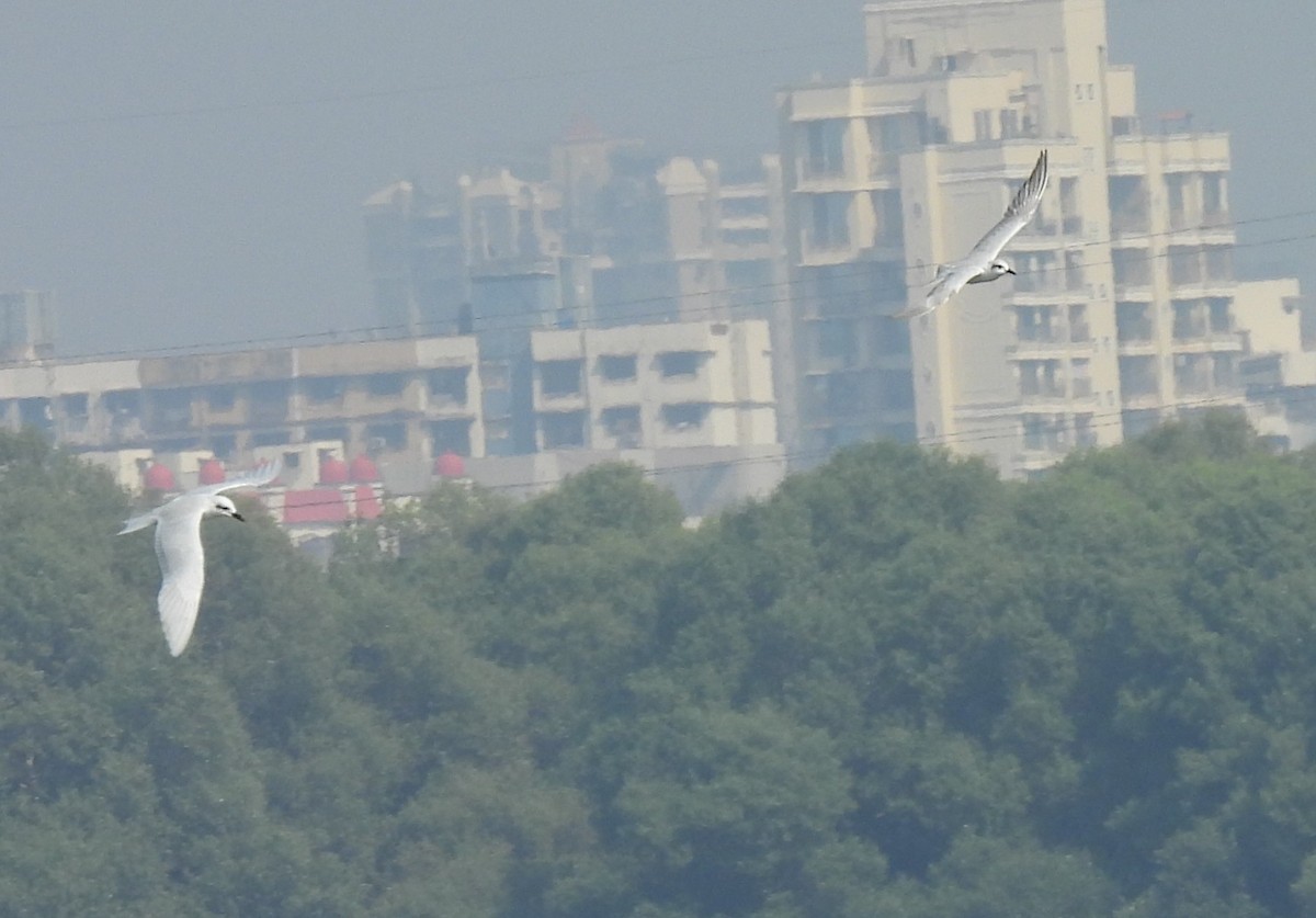 Gull-billed Tern - ML646222572
