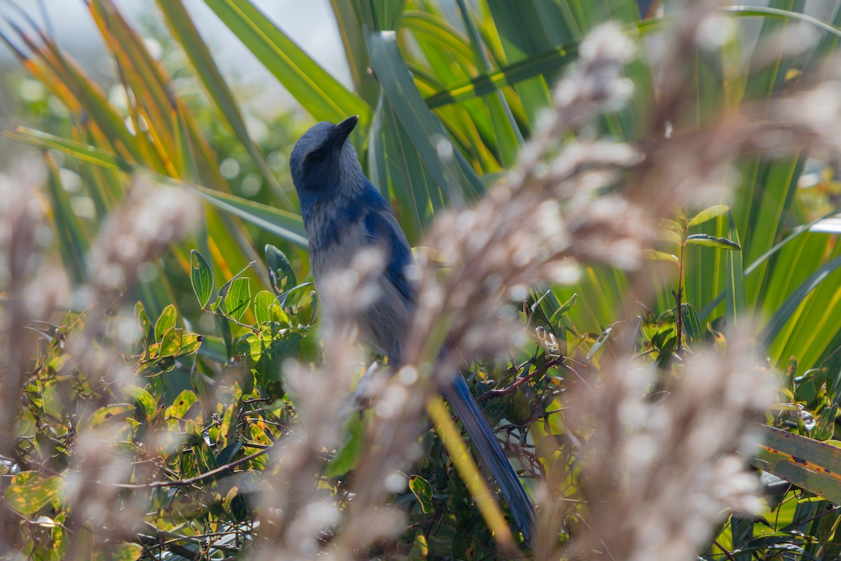 Florida Scrub-Jay - ML646222573