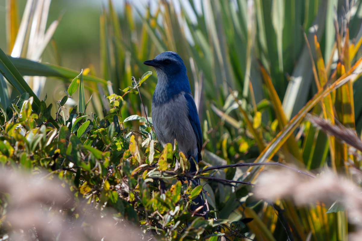Florida Scrub-Jay - ML646222574