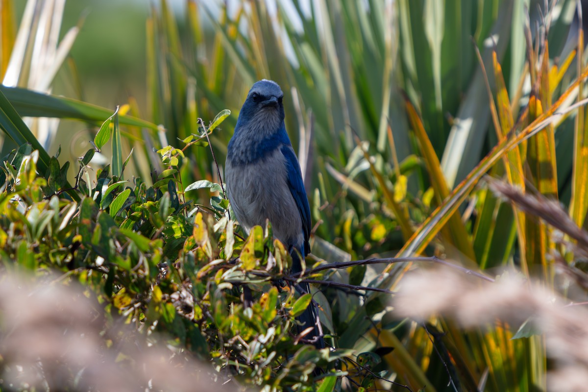 Florida Scrub-Jay - ML646222575