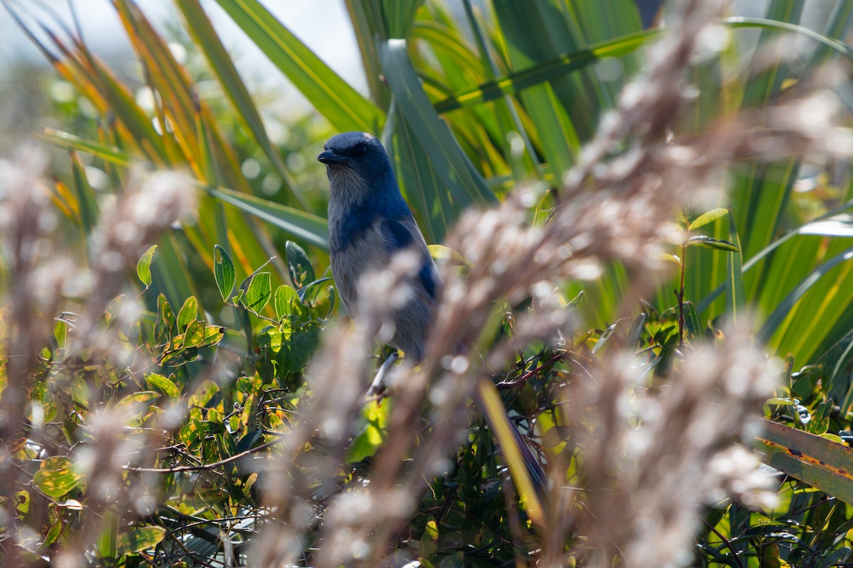Florida Scrub-Jay - ML646222576