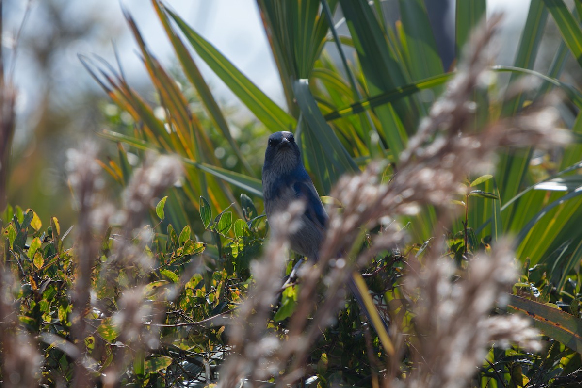 Florida Scrub-Jay - ML646222577