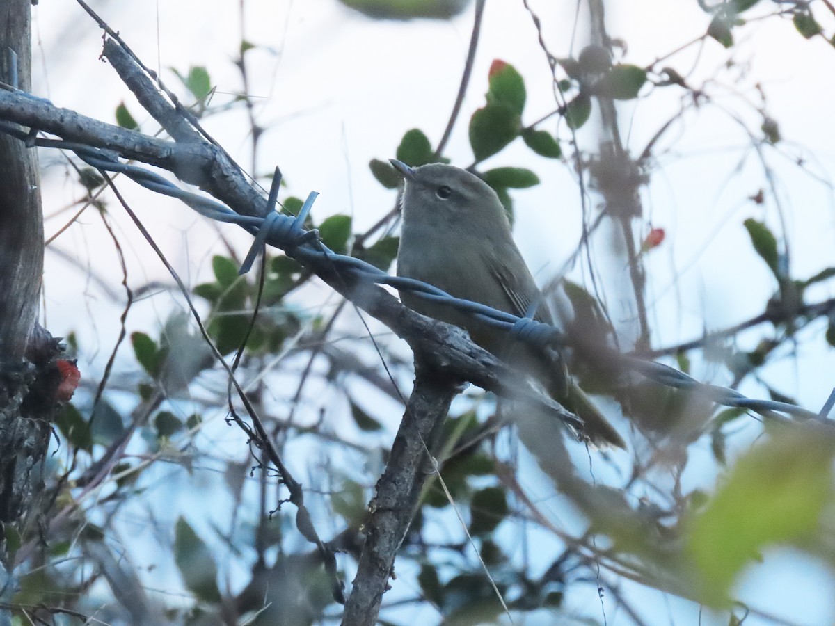 Brownish-flanked Bush Warbler - ML646222579