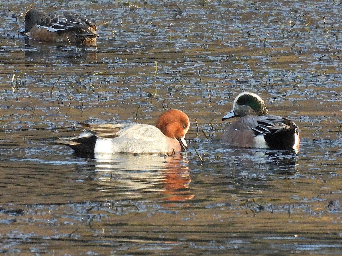 Eurasian Wigeon - ML646222580