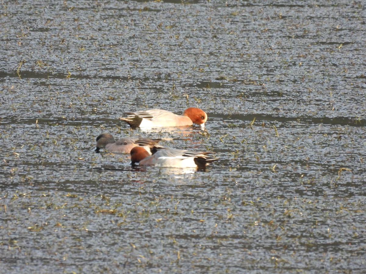 Eurasian Wigeon - ML646222581