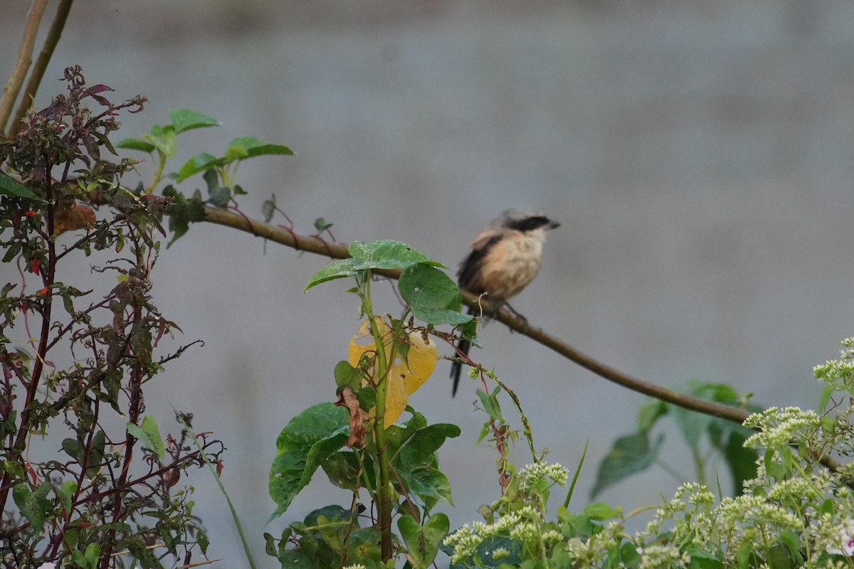 Long-tailed Shrike - ML646222582