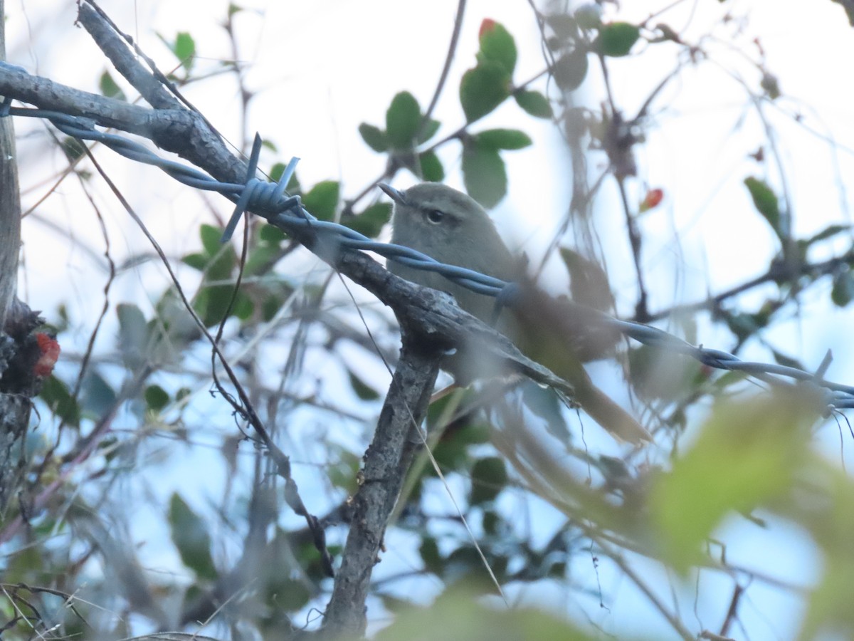 Brownish-flanked Bush Warbler - ML646222583