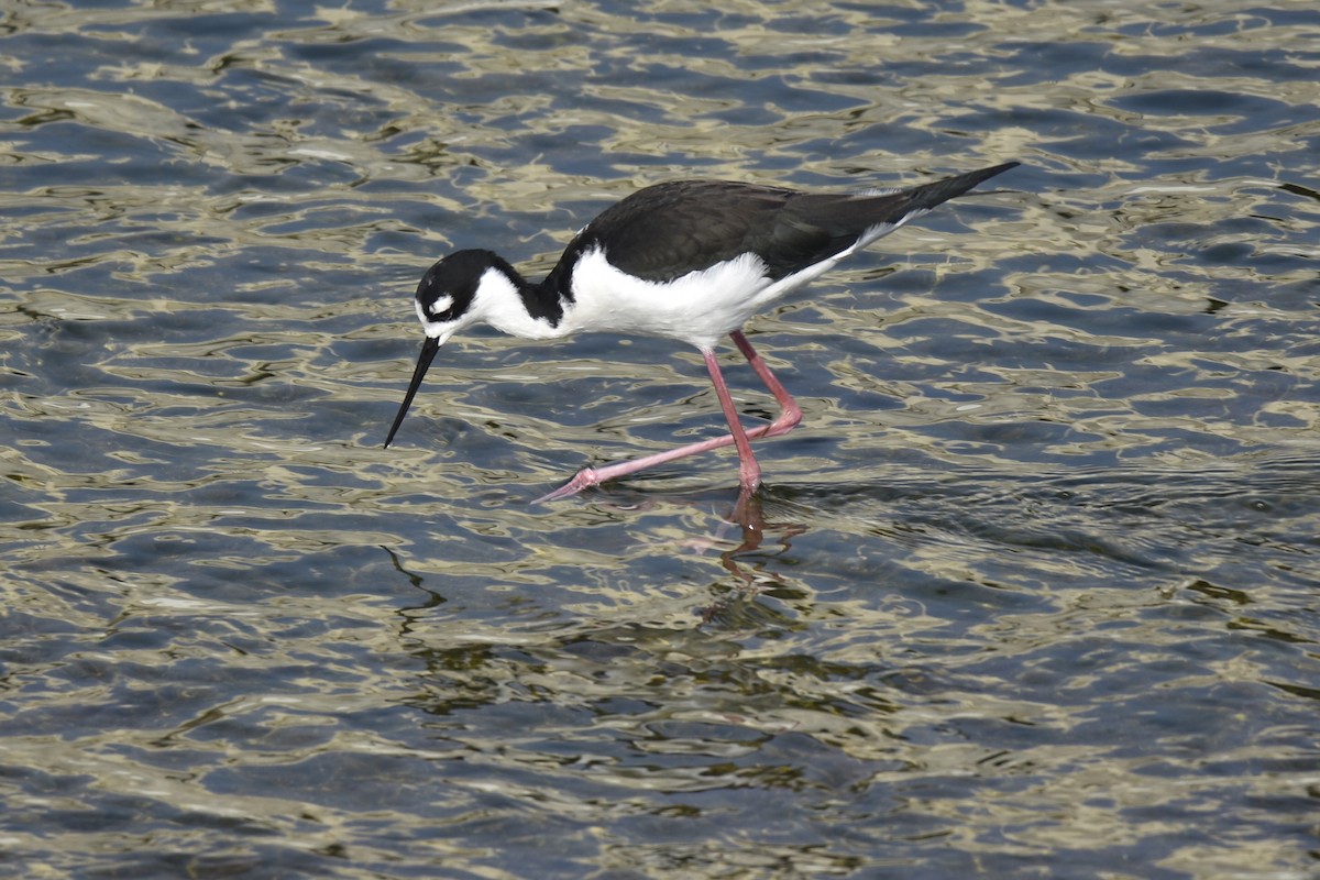 Black-necked Stilt - ML646222584