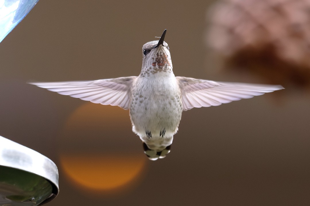 Anna's Hummingbird - ML646222587
