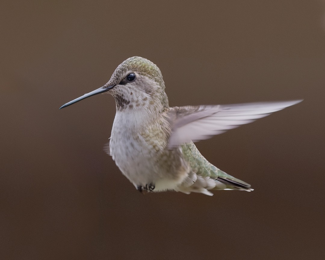 Anna's Hummingbird - ML646222588
